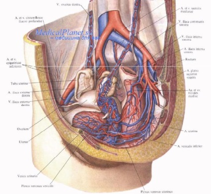 Anatomia chirurgicală a aprovizionării cu sânge a organelor genitale feminine