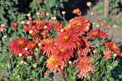 Chrysanthemum coreeană de plantare și de îngrijire, specii și soiuri, fotografie