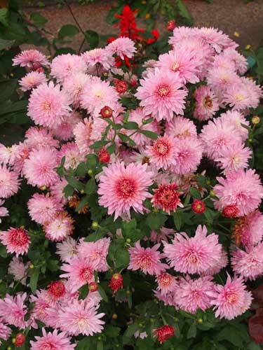 Chrysanthemum coreeană de plantare și de îngrijire, specii și soiuri, fotografie