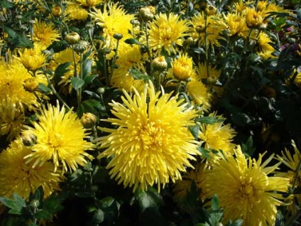 Chrysanthemum coreeană de plantare și de îngrijire, specii și soiuri, fotografie