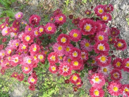 Chrysanthemum coreeană de plantare și de îngrijire, specii și soiuri, fotografie