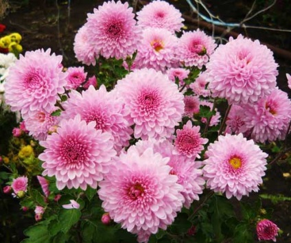 Chrysanthemum coreeană de plantare și de îngrijire, specii și soiuri, fotografie