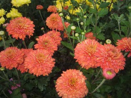 Chrysanthemum coreeană de plantare și de îngrijire, specii și soiuri, fotografie