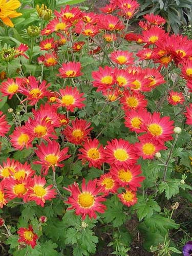 Chrysanthemum coreeană de plantare și de îngrijire, specii și soiuri, fotografie