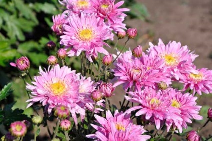 Chrysanthemum coreeană de plantare și de îngrijire, specii și soiuri, fotografie