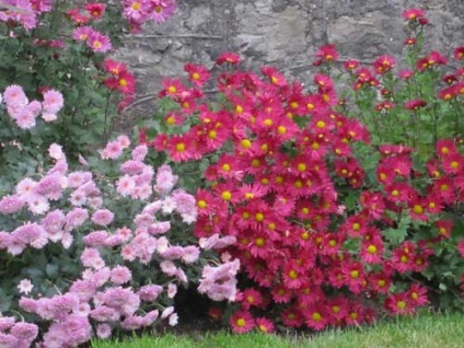 Chrysanthemum coreeană de plantare și de îngrijire, specii și soiuri, fotografie