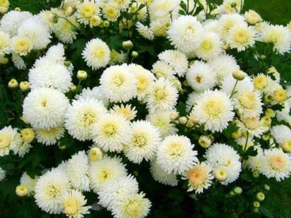 Chrysanthemum coreeană de plantare și de îngrijire, specii și soiuri, fotografie