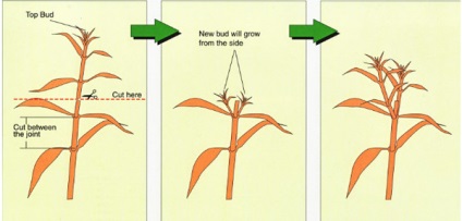 De ce - ciupituri - plante