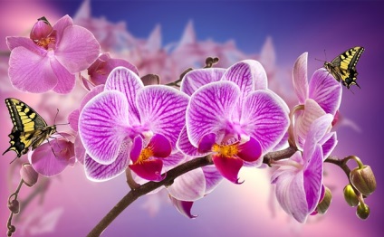 Verde orhidee - ce floare