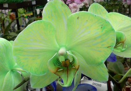 Zöld orchidea - Tény vagy fikció