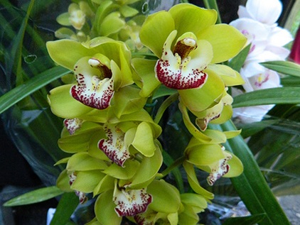 Verde orhidee - adevăr sau ficțiune