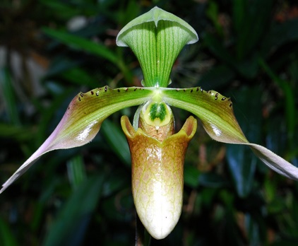 Verde orhidee - adevăr sau ficțiune