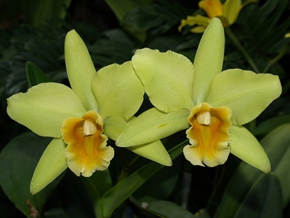 Zöld orchidea - Tény vagy fikció