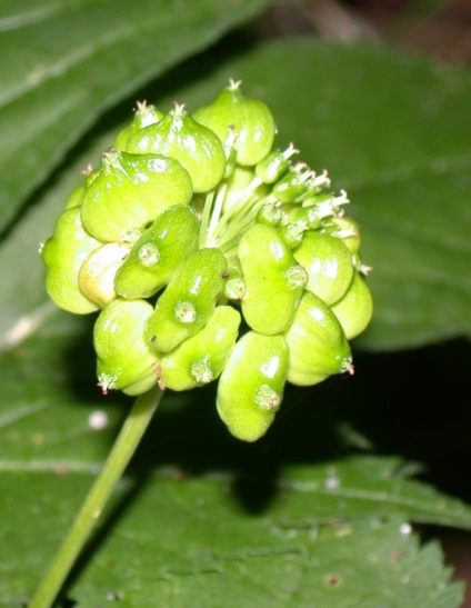 Ginseng cumpăra, descriere, prețuri, rețete, proprietăți