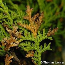 Хедж на Arborvitae как да се избегнат покафеняване на игли и издънки