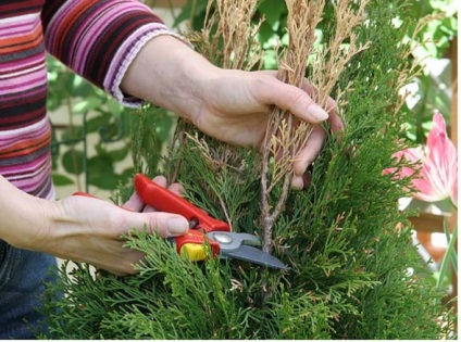 Хедж на Arborvitae как да се избегнат покафеняване на игли и издънки