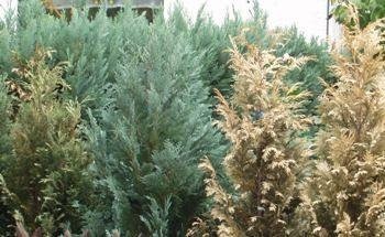 Хедж на Arborvitae как да се избегнат покафеняване на игли и издънки