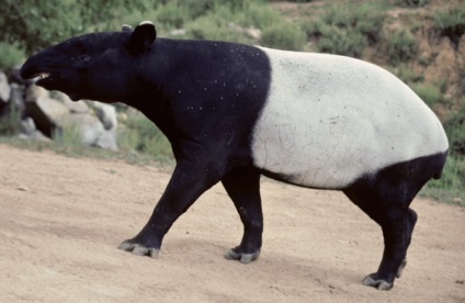 Állati tapír - lakója az esőerdők