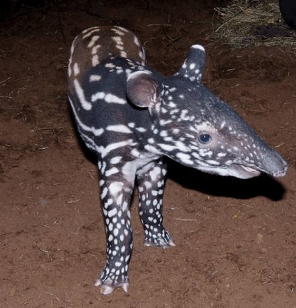 Un tapir animal este un locuitor al pădurii tropicale