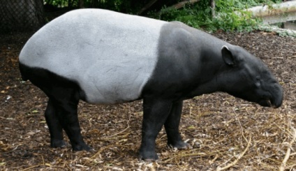 Un tapir animal este un locuitor al pădurii tropicale