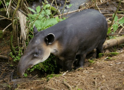 Un tapir animal este un locuitor al pădurii tropicale