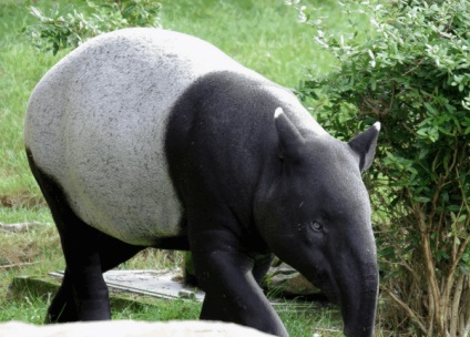 Un tapir animal este un locuitor al pădurii tropicale