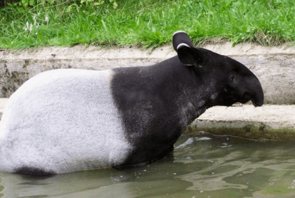 Un tapir animal este un locuitor al pădurii tropicale