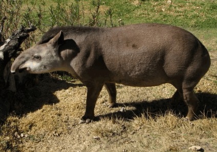 Un tapir animal este un locuitor al pădurii tropicale