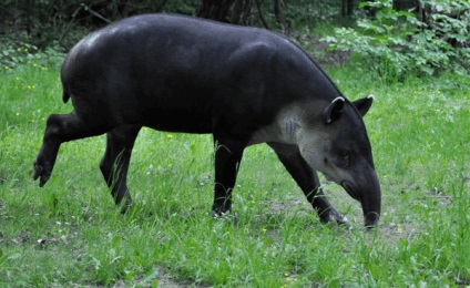 Un tapir animal este un locuitor al pădurii tropicale