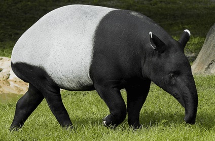 Un tapir animal este un locuitor al pădurii tropicale