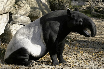Un tapir animal este un locuitor al pădurii tropicale
