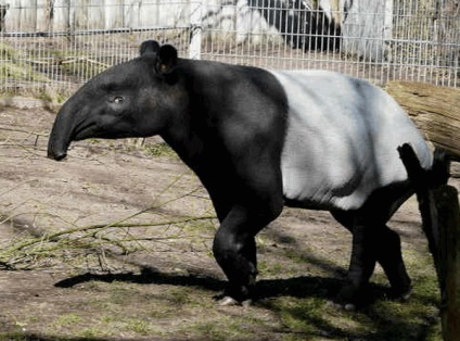 Un tapir animal este un locuitor al pădurii tropicale