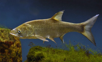 Life asp (Sherespera) - obiceiurile, habitatul, preferințele peștilor cele mai bune clasice