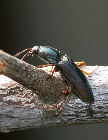 Beetle faceți clic pe imagine și descriere clickcocks informații utile