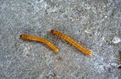 Apărătorul de gâscă și larva sa (sârmă)