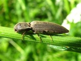 Beetle-clicker - un om frumos cu obiceiuri proaste