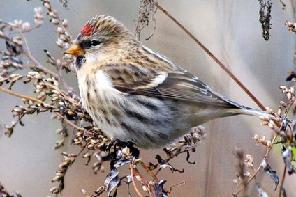 Păsările sălbatice din mediul Ural, o instituție de învățământ preșcolară autonomă municipală -