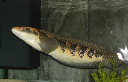 Snakehead în fotografia cu acvariu, descrierea peștilor, video