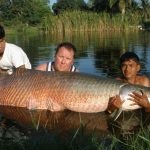 Snakehead în fotografia cu acvariu, descrierea peștilor, video