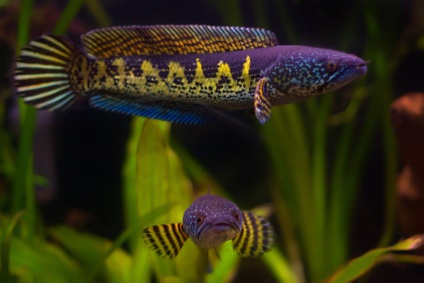 Snakehead în fotografia cu acvariu, descrierea peștilor, video