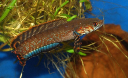 Snakehead în fotografia cu acvariu, descrierea peștilor, video