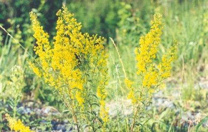 Solidago (aranyvessző) (fű)