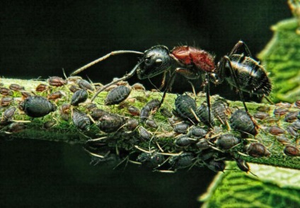10 Interesante despre furnici