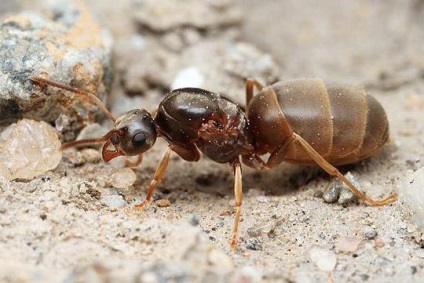 10 Interesante despre furnici