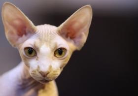 10 Perzsa macskák és nyugdíjas utazási Japán megmentésére macskák - TV NETA