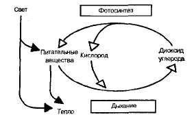 14) Ciclul de substanțe și fluxul de energie în ecosisteme