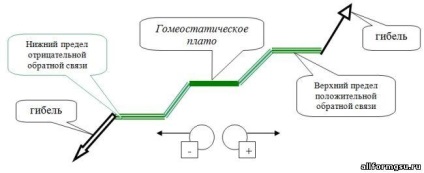 14) Ciclul de substanțe și fluxul de energie în ecosisteme