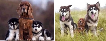 25 Fotografii, cum au crescut animalele înainte și după