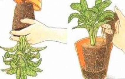 6 egyszerű szabályok növekvő szobanövények