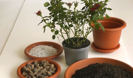 6 reguli simple pentru plantele de plante crescânde